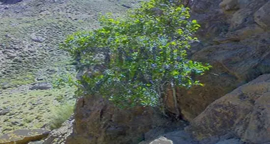داستان علی و گنج پنهان درخت انجیر